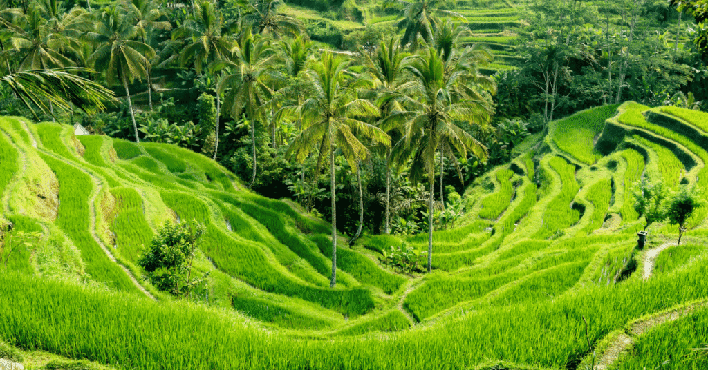 Bali Destinations Guide